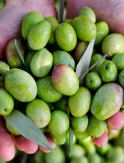 Ham Antep zeytini Taze yesil zeytin